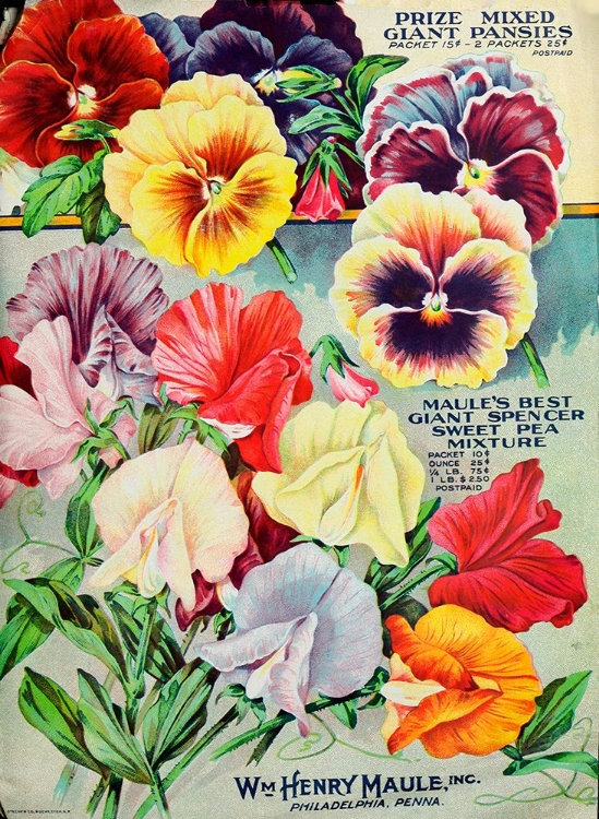 Picture of 1915 MAULE SEEDS PANSIES