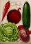 Picture of ANNUAL OF TRUE BLUE VEGGIES