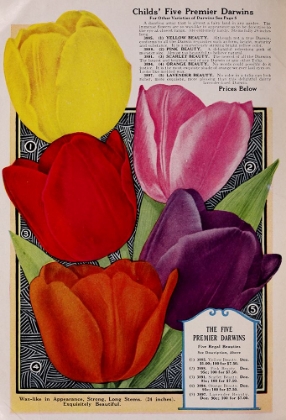 Picture of CHILDS TULIPS