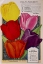 Picture of CHILDS TULIPS