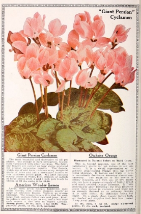 Picture of CYCLAMEN