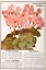 Picture of CYCLAMEN
