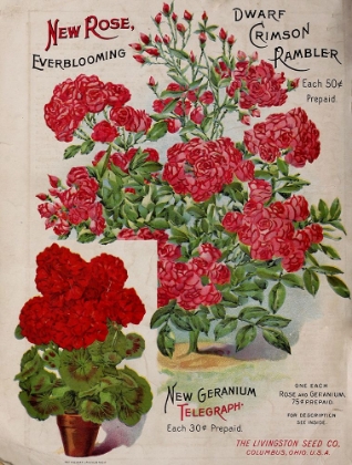 Picture of GERANIUMS