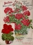 Picture of GERANIUMS