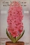 Picture of HYCINTH