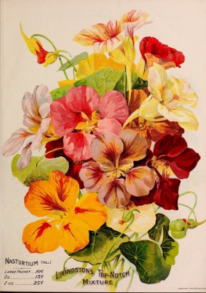 Picture of NASTURTIUM