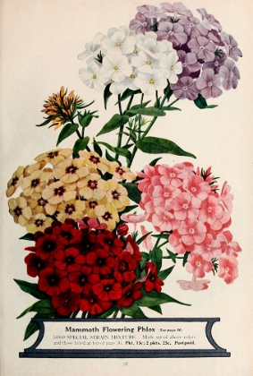 Picture of PHLOX