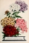 Picture of PHLOX