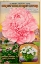 Picture of PINK ROSE
