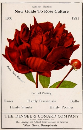 Picture of ROSE CULTURE