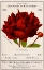 Picture of ROSE CULTURE