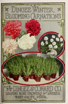 Picture of WINTER CARNATIONS
