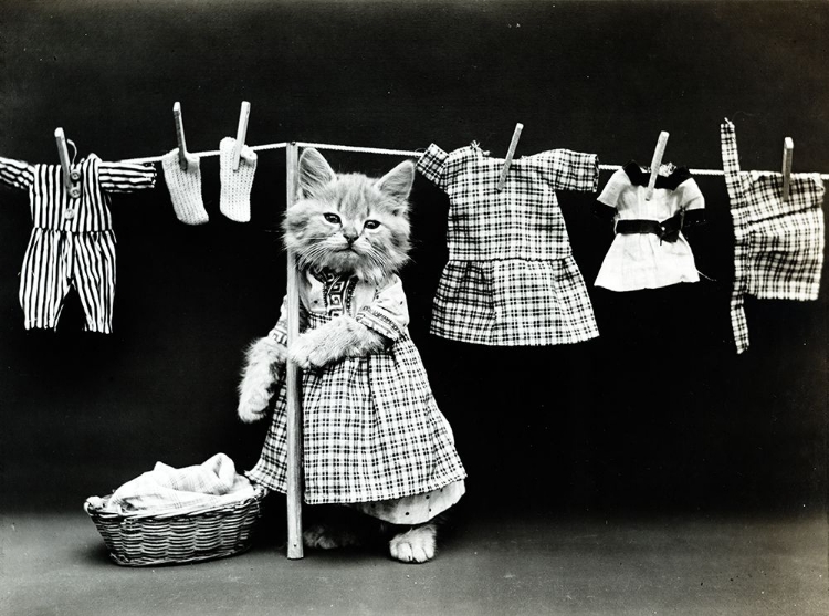 Picture of KITTY LAUNDRY