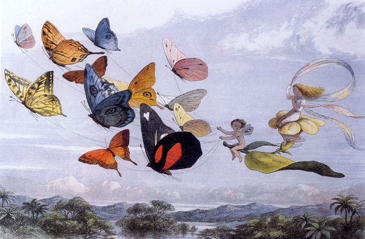 Picture of FAIRY BUTTERFLIES 1