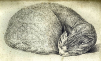 Picture of SLEEPING CAT
