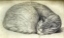 Picture of SLEEPING CAT
