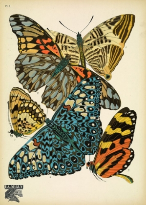Picture of PAPILLONS_3