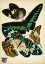 Picture of PAPILLONS_10