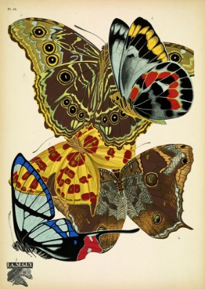 Picture of PAPILLONS_15