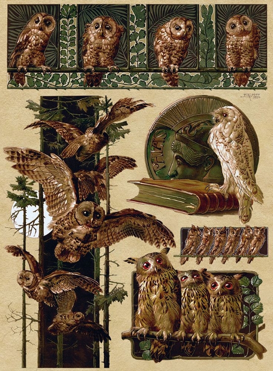 Picture of OWLS