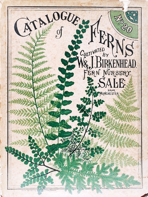 Picture of FERNS 2