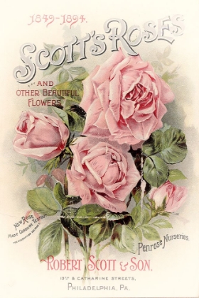 Picture of SCOTTS ROSES