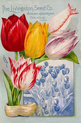 Picture of AUTUMNCATALOGUE-TULIPES