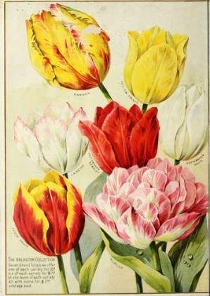 Picture of CATALOGUEOFAUTUM1900_TULIPS