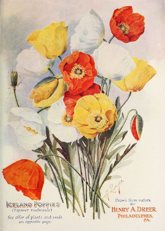 Picture of POPPIES-DREER1907
