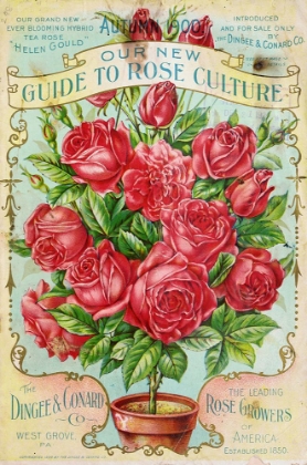 Picture of ROSE_CULTURE