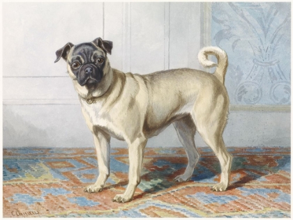Picture of EDWIN VOM RATH PUG