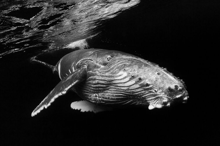 Picture of HUMPBACK WHALE CALF