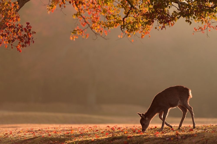 Picture of FIRST AUTUMN