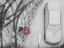 Picture of WINTER PASSENGERS