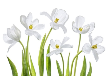 Picture of WHITE TULIPS