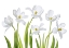 Picture of WHITE TULIPS