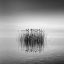 Picture of BLACK AND WHITE SILENCE