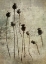 Picture of POPPY SEEDLINGS