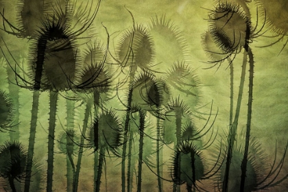 Picture of WILD TEASEL