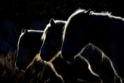 Picture of HORSES (COLORED VERSION)