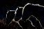 Picture of HORSES (COLORED VERSION)