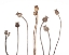 Picture of POPPIES