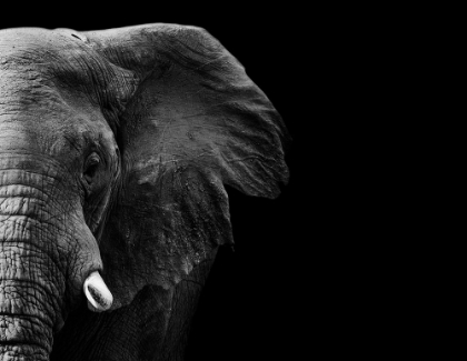 Picture of ELEPHANT