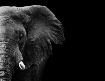 Picture of ELEPHANT