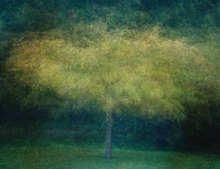 Picture of A TREE