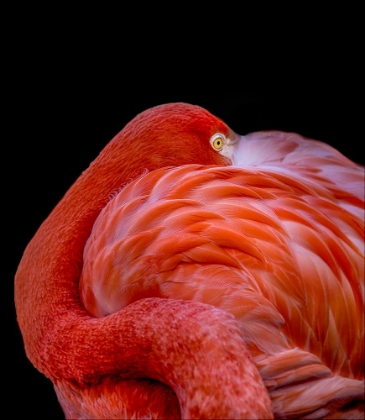 Picture of FLAMINGO