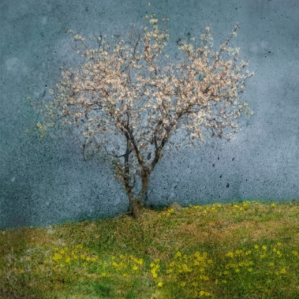 Picture of ALMOND TREE