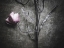 Picture of LONELY
