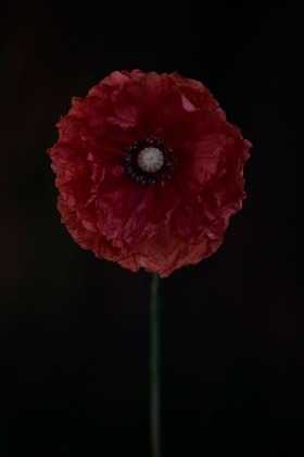 Picture of ONE RED POPPY