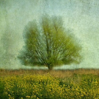 Picture of IN THE YELLOW FIELD